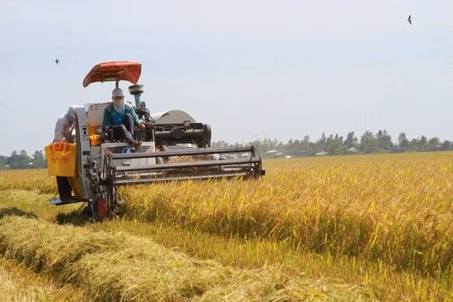 En un campo arrocero. (Fotografía: VNA)