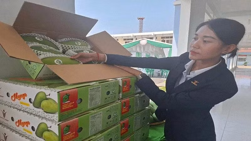 Tien Giang envía el primer lote de mangos de piel verde a Estados Unidos en una ceremonia celebrada el 19 de marzo. (Fotografía: Nhan Dan)