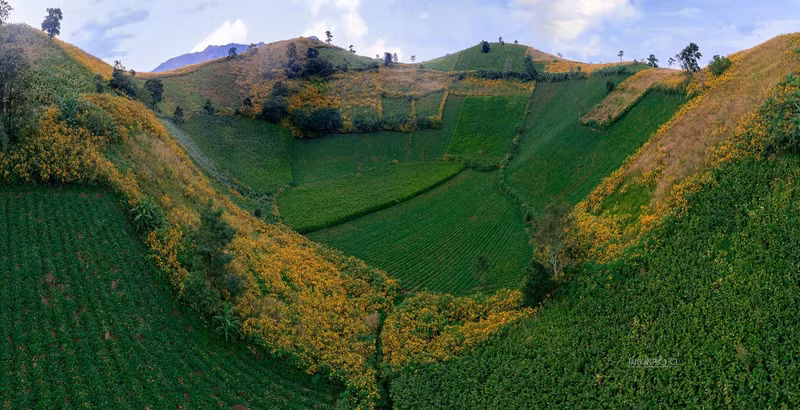 Los girasoles crecen naturalmente en todas las sendas.