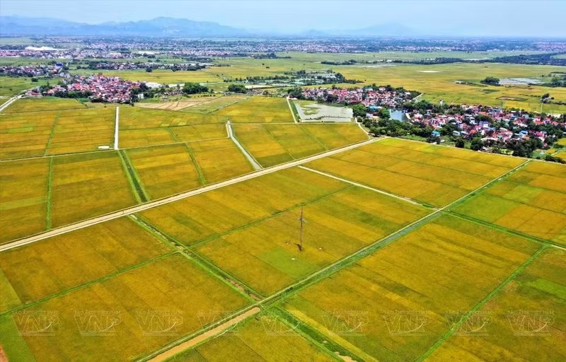 Modelo de cultivo de arroz orgánico de la Cooperativa de Tam Hung.