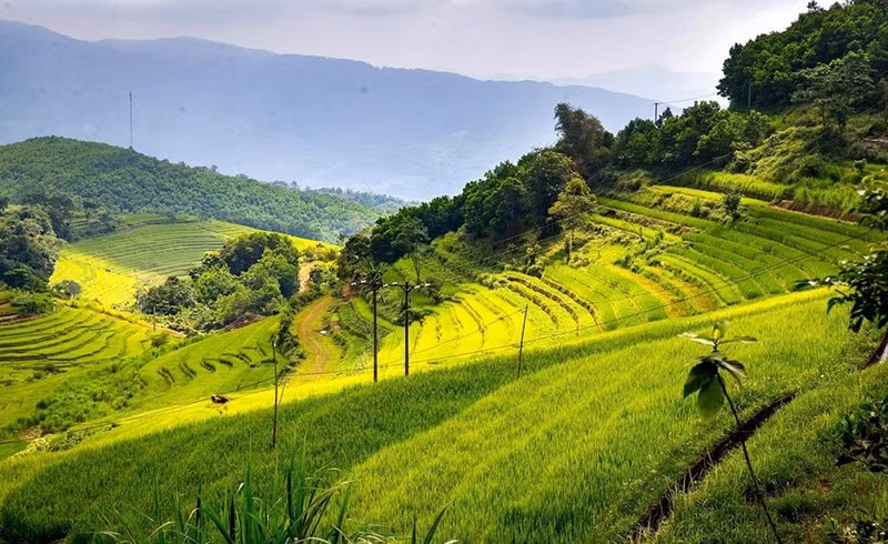 Los campos en terrazas de la comuna de Mien Doi se extienden desde la cima hasta la base de la colina, creando un majestuoso paisaje.