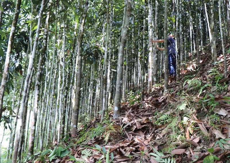 El distrito de Tra Bong cuenta actualmente con cinco mil 200 hectáreas de cultivo de canela, con un rendimiento anual de entre mil 600 y dos mil toneladas.