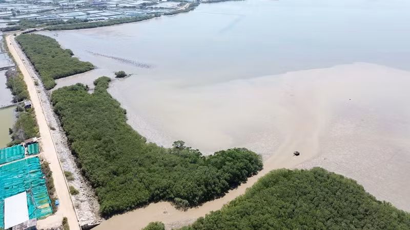 La laguna Nai (Ninh Hai, Ninh Thuan) fue "revivida" con exuberantes bosques de manglares verdes, contribuyendo a responder al cambio climático y preservando la biodiversidad.
