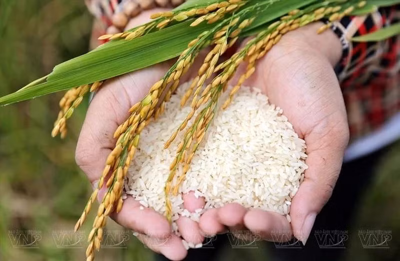 Desde 2016, la comuna de Tam Hung en el distrito de Thanh Oai ha implementado un modelo estándar VietGAP para producir arroz aromático Boi Khe, que cubre 25 hectáreas y produce de 11 a 12 toneladas por hectárea al año.