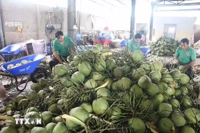 Procesamiento preliminar de cocos frescos para exportación en la compañía Mekong Fruit, comuna de Huu Dinh, distrito de Chau Thanh, provincia de Ben Tre. (Fotografía: VNA)