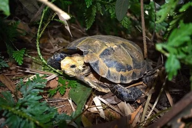 Descubren variedades raras de tortugas en una Reserva Natural de Vietnam. (Fotografía: VNA)