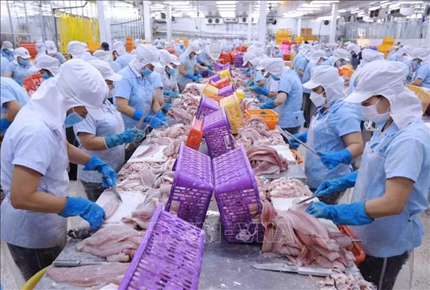 Procesamiento de pangasius para exportación en la compañía Navico Nam Viet (NAVICO) en la ciudad de Long Xuyen, provincia de An Giang. (Fotografía: VNA)