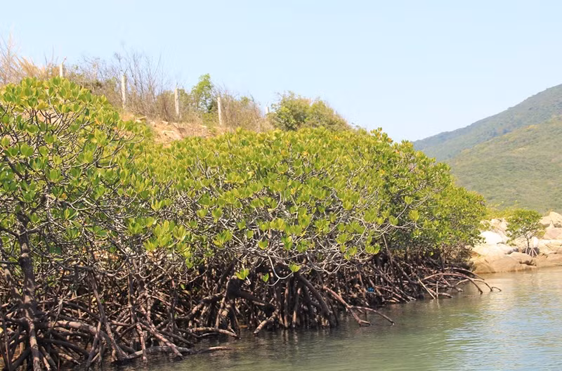 El bosque de mangles de Dam Bay alberga numerosas especies de criaturas marinas de agua salada.