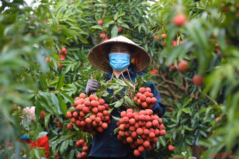 Vietnam prevé aumentar su cosecha de lichi en 2025. (Fotografía: hanoimoi.vn)