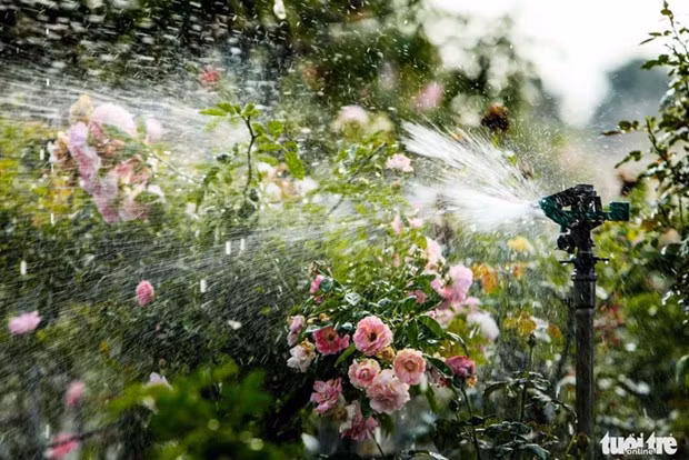 El cultivo de flores comenzó hace más de 20 años en el distrito de Me Linh. (Fotografía: tuoitre.vn)