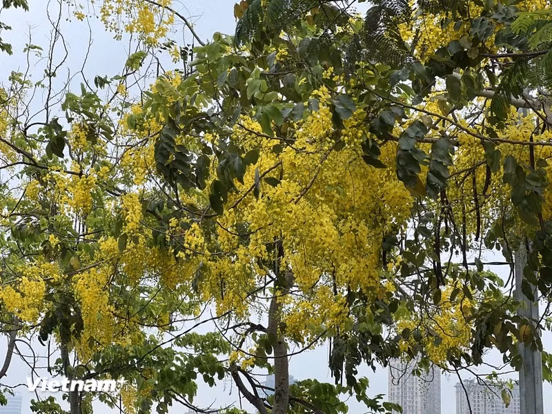 El Lago Oeste en Hanói se tiñe de amarillo con las flores de caña fístula o flor amarilla de Osaka, creando así un paisaje romántico.