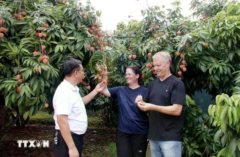 Los turistas disfrutan de los lichis en el jardín. (Foto: VNA)
