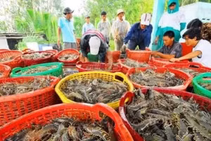 Exportaciones de productos acuáticos de Vietnam crecen 12,8 %.