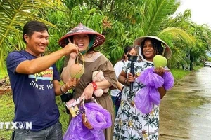 Turistas disfrutan de la experiencia de recoger mangos en los huertos de la comuna de Cam Lam, en Khanh Hoa. (Foto: VNA)