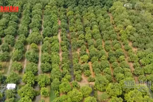 [Vídeo] Vietnam impulsa el turismo verde y circular