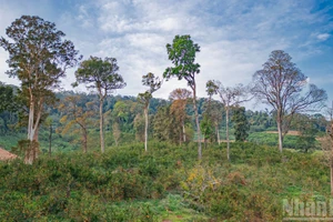 [Foto] Temporada dorada de la agricultura orgánica bajo el dosel forestal de Mang Den