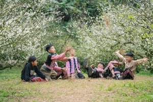 Ciruelos fuera de temporada en Moc Chau florecen blancos inmaculados en pleno invierno