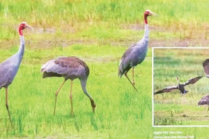 Grullas de cabeza roja en el Parque Nacional Tram Chim. (Foto: Parque Nacional Tram Chim)