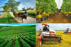 BAD y BIDV impulsan la agricultura sostenible en Vietnam con financiamiento de 250 millones de dólares. (Foto: baochinhphu.vn)