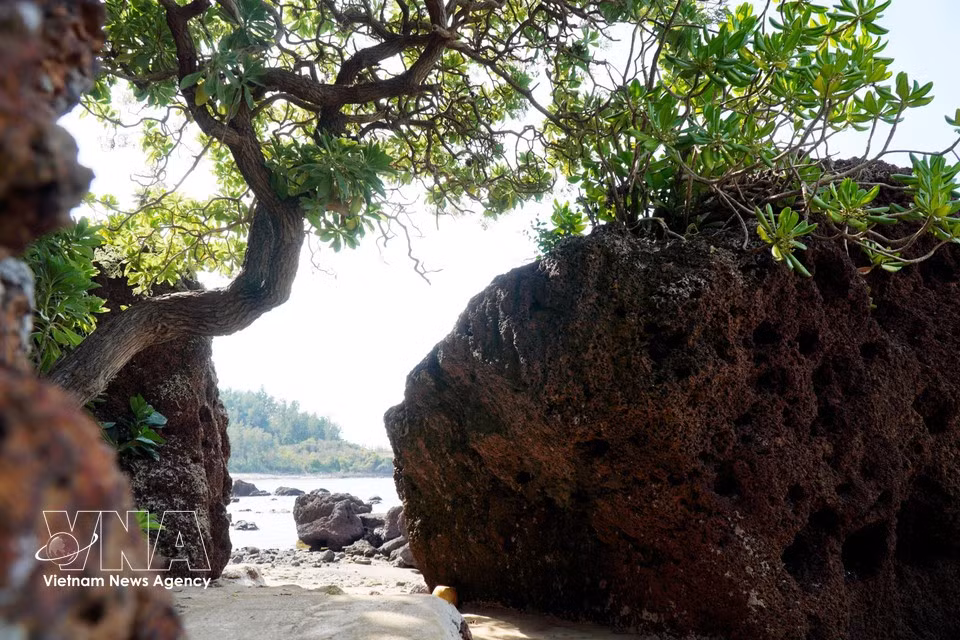 Los árboles y las rocas se mezclan para crear una escena pintoresca junto al mar. (Foto: VNA
