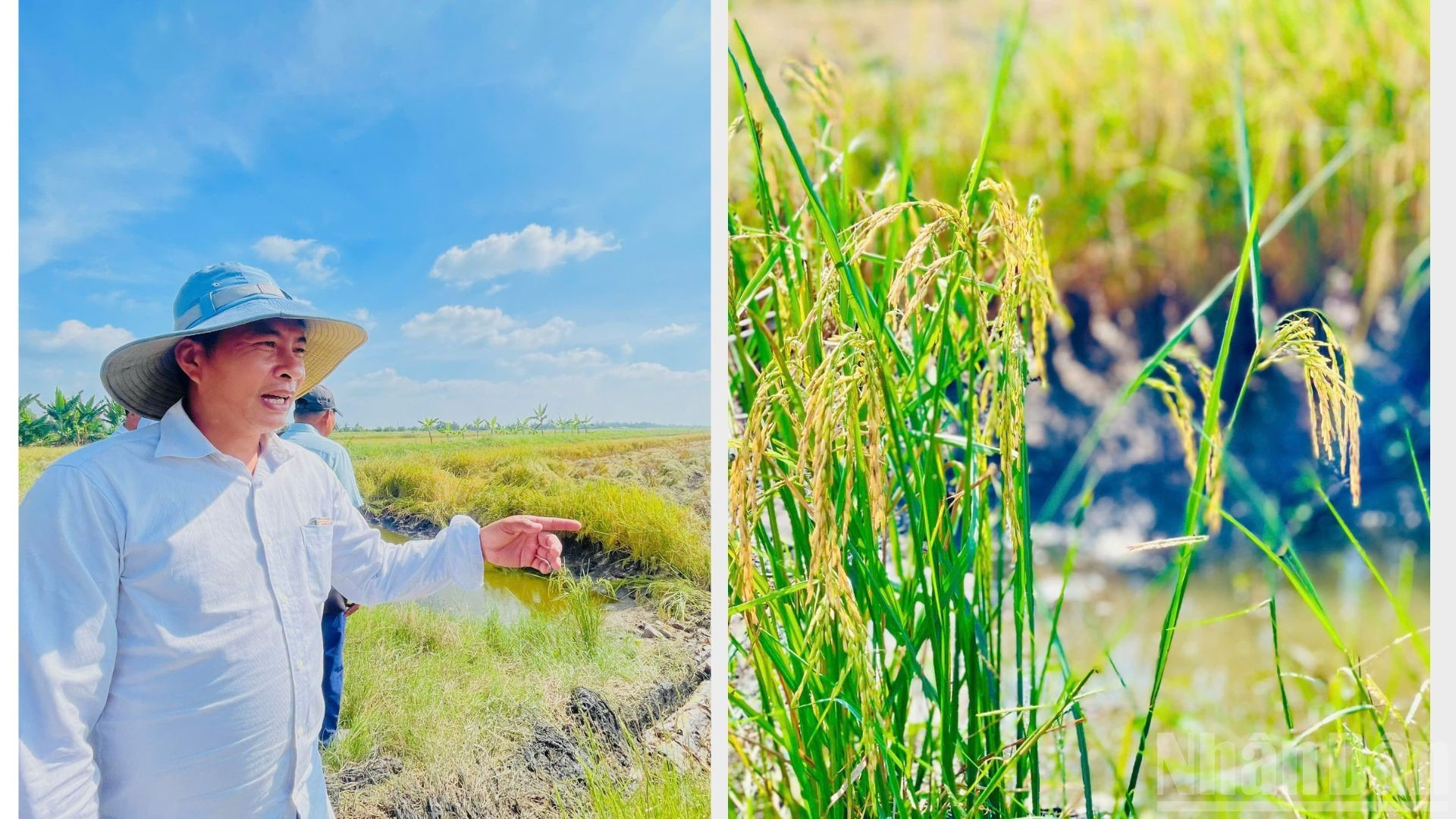Nguyen Van Truong, de la aldea de Thinh Tay A, comuna de Dong Hoa, comentó que este año logró una cosecha excepcional en sus tres hectáreas, la mejor desde que comenzó a sembrar la variedad ST25 hace cinco o seis años, con un rendimiento de casi 8,9 toneladas por hectárea.