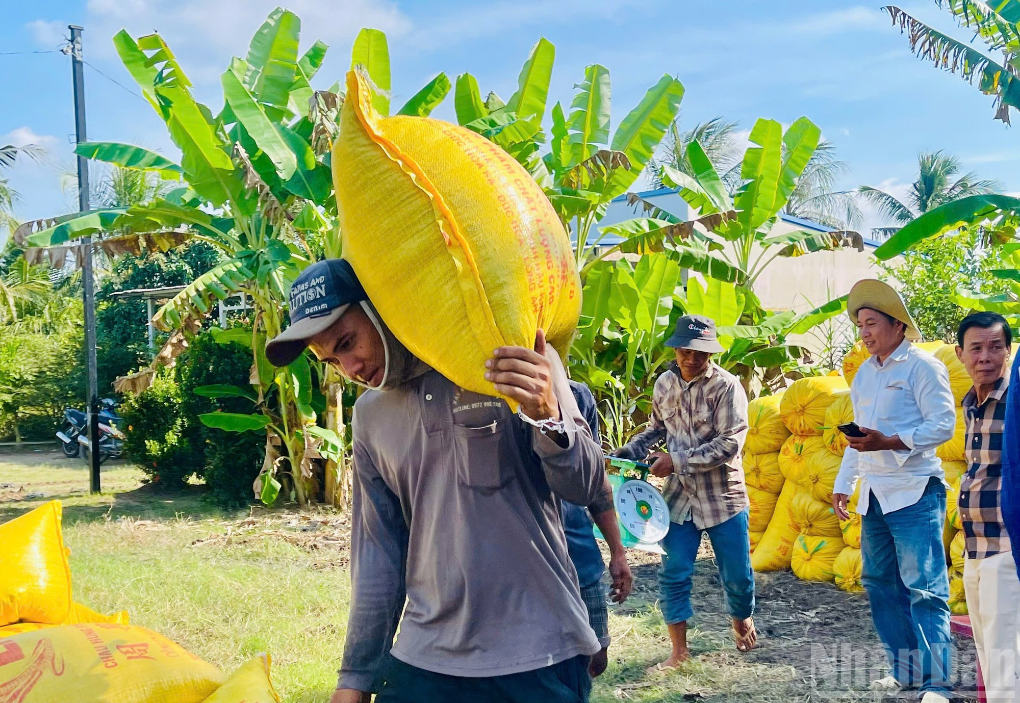 En toda la comuna se cultivan alrededor de 27 mil hectáreas bajo el modelo de cultivo de camarón-arroz, de las cuales unas mil 300 se gestionan mediante métodos orgánicos. Las empresas vinculadas garantizan la compra de la producción a un precio que oscila entre cinco y doce dólares por tonelada por encima del precio de mercado.