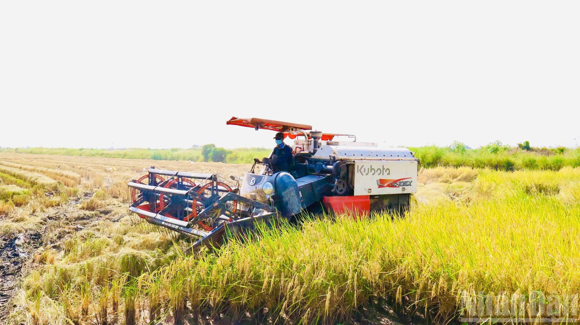 Las cosechadoras trabajan a plena capacidad desde la medianoche hasta alrededor de las tres de la tarde para recolectar las tres hectáreas de arroz. En comparación con el arroz cultivado en zonas de doble cosecha, el producido según el modelo camarón-arroz es más rico en proteínas.