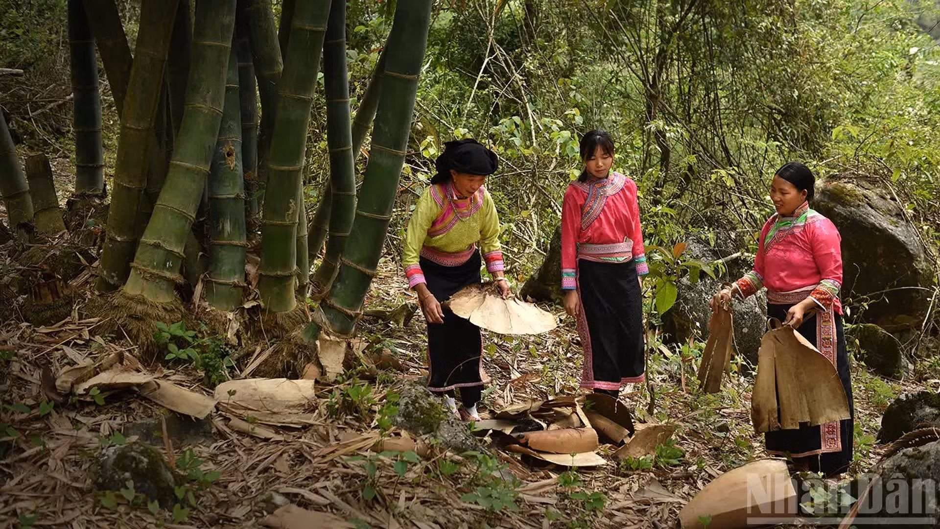 El material para la suela se selecciona de vainas de bambú viejo. (Foto: VU LINH)