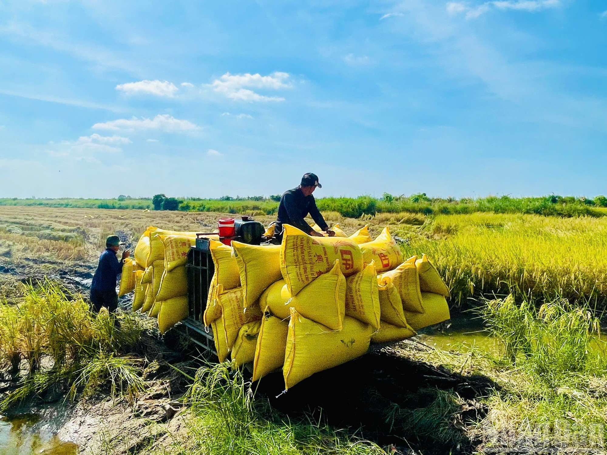 Los lugareños consideran que la cosecha de este año en la zona camarón-arroz de la comuna de Dong Hoa alcanzó un nivel récord, con un incremento de alrededor del 15 por ciento con respecto a años anteriores, sin costos adicionales en insumos.