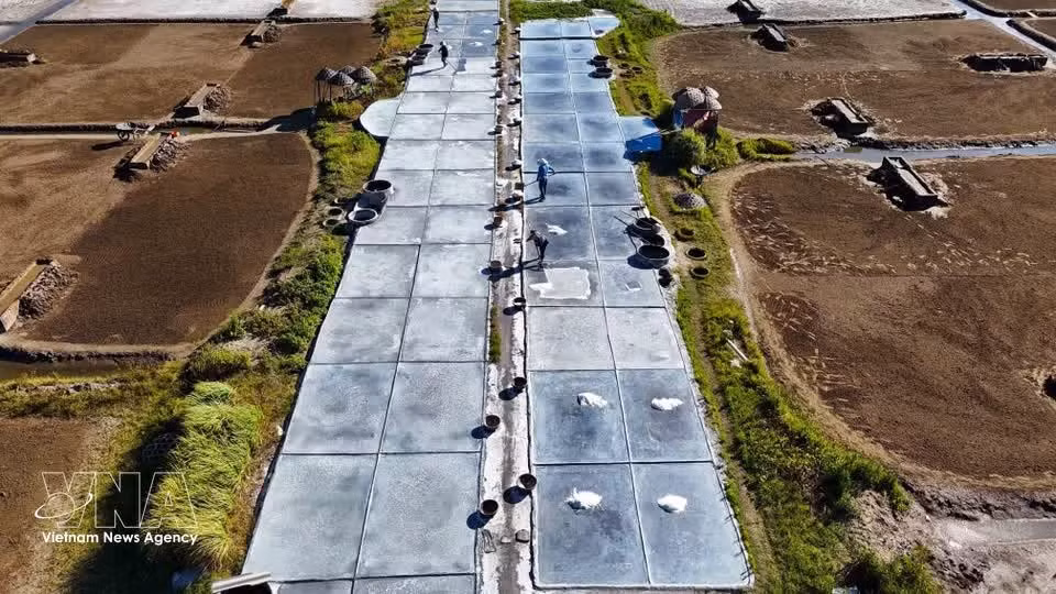 Los salineros de Chau Ha continúan la cosecha de sal bajo el abrasador sol del verano. (Foto: VNA)