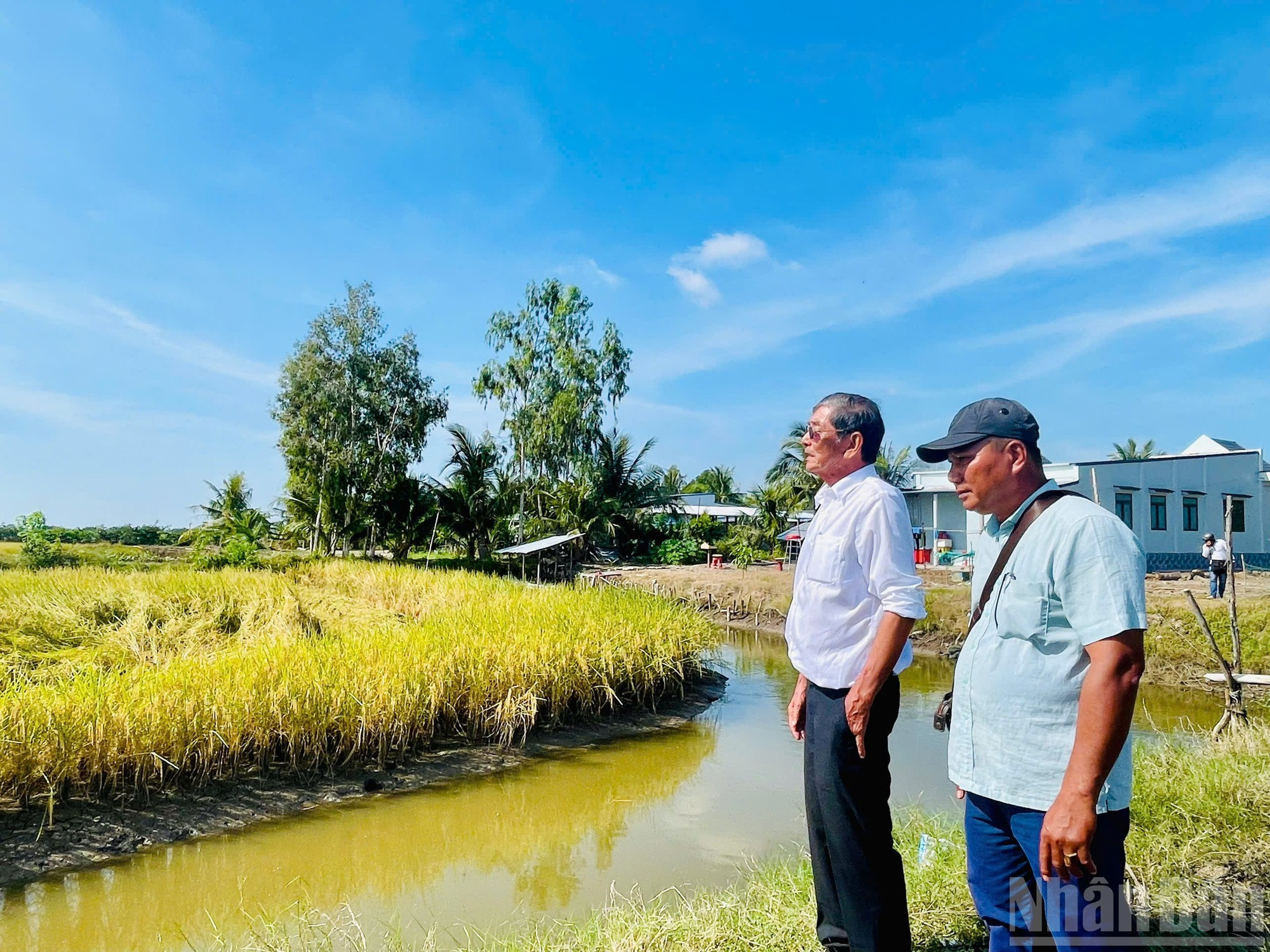 Según Ho Quang Cua, este año la variedad ST25 fue mejorada, lo que permitirá mayores rendimientos s y beneficios para los agricultores, sin incrementar los costos de insumos como fertilizantes, productos fitosanitarios o mano de obra.