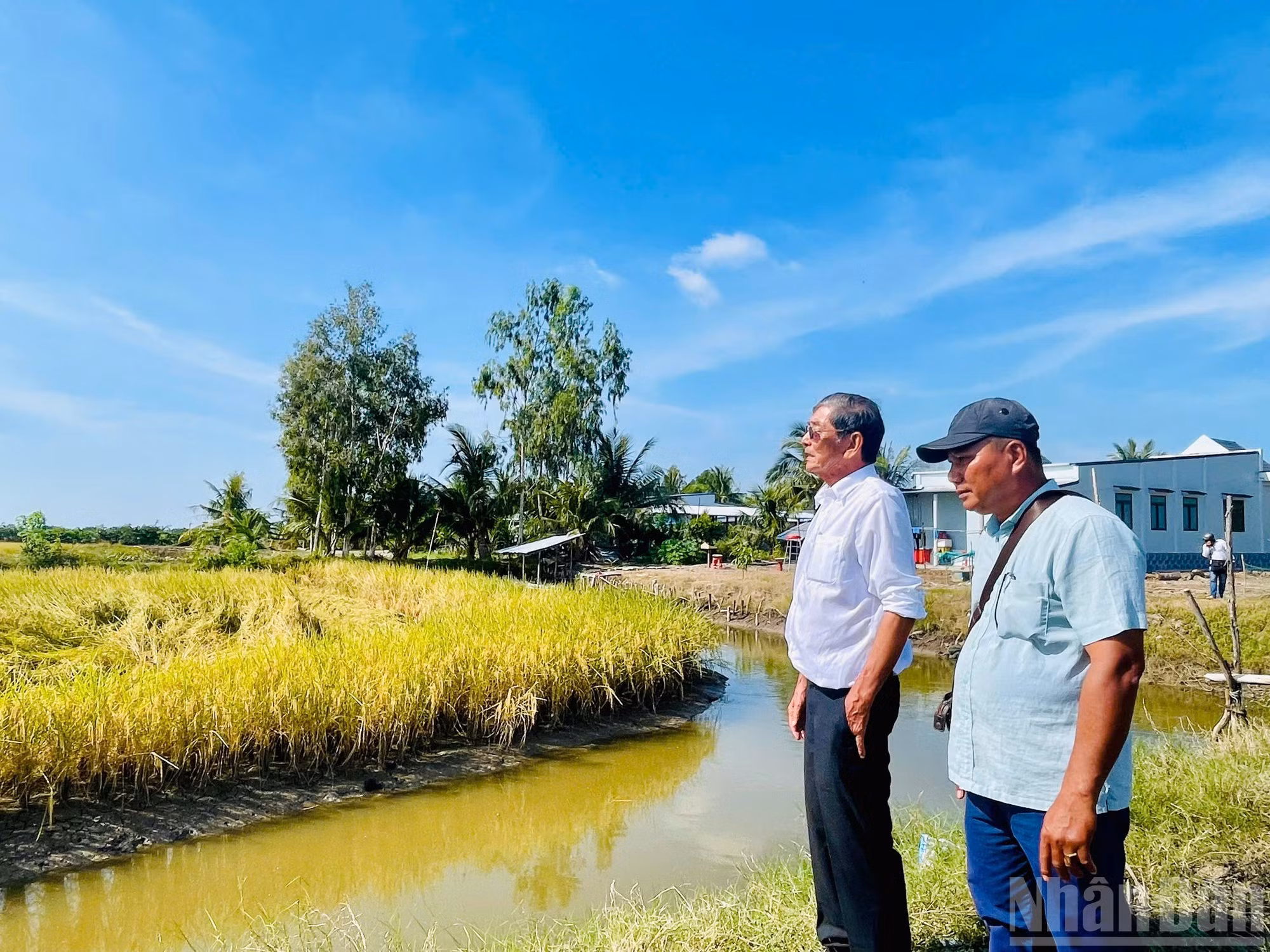 Según Ho Quang Cua, este año la variedad ST25 fue mejorada, lo que permitirá mayores rendimientos s y beneficios para los agricultores, sin incrementar los costos de insumos como fertilizantes, productos fitosanitarios o mano de obra.