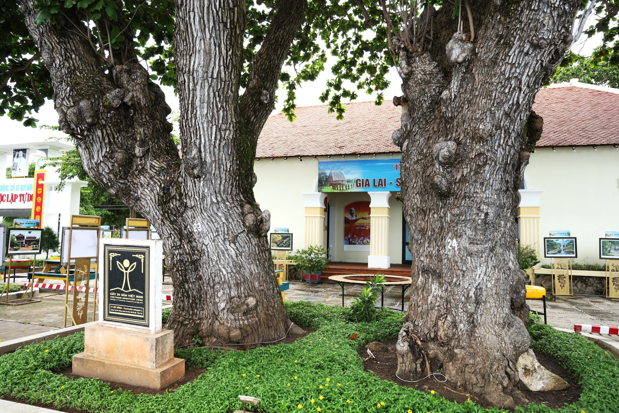 Docenas de almendros centenarios en la zona especial de Con Dao han recibido el Certificado de Reconocimiento de Árbol Patrimonial de la Asociación para la Conservación de la Naturaleza y el Medio Ambiente de Vietnam. Docenas de almendros centenarios en la zona especial de Con Dao han recibido el Certificado de Reconocimiento de Árbol Patrimonial de la Asociación para la Conservación de la Naturaleza y el Medio Ambiente de Vietnam.