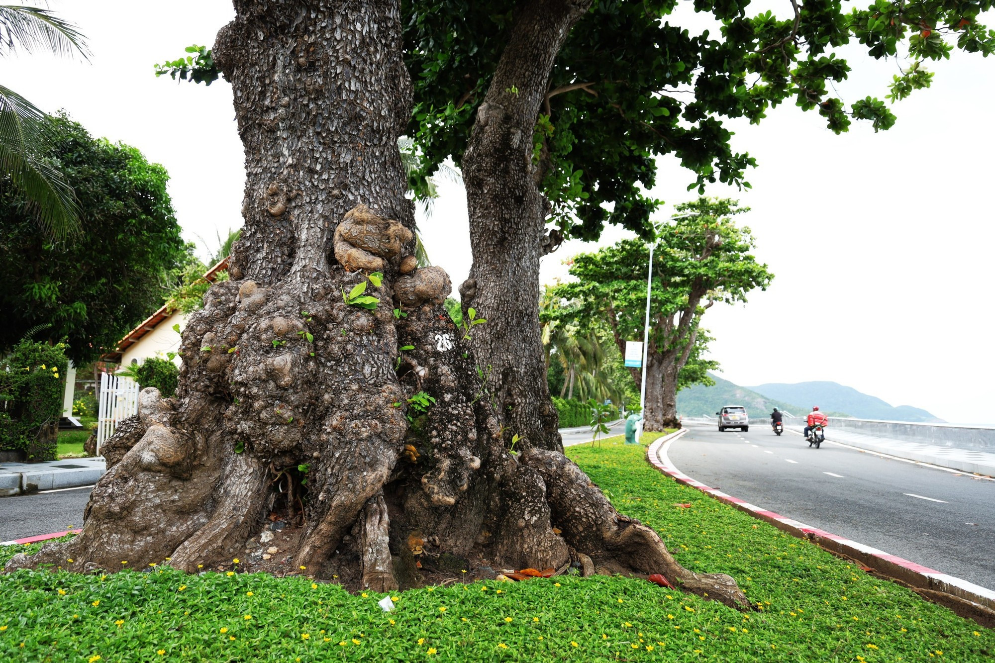 Los almendros de Con Dao tienen hojas y frutos más grandes que los de la misma especie en otros lugares. Los almendros de Con Dao tienen hojas y frutos más grandes que los de la misma especie en otros lugares.