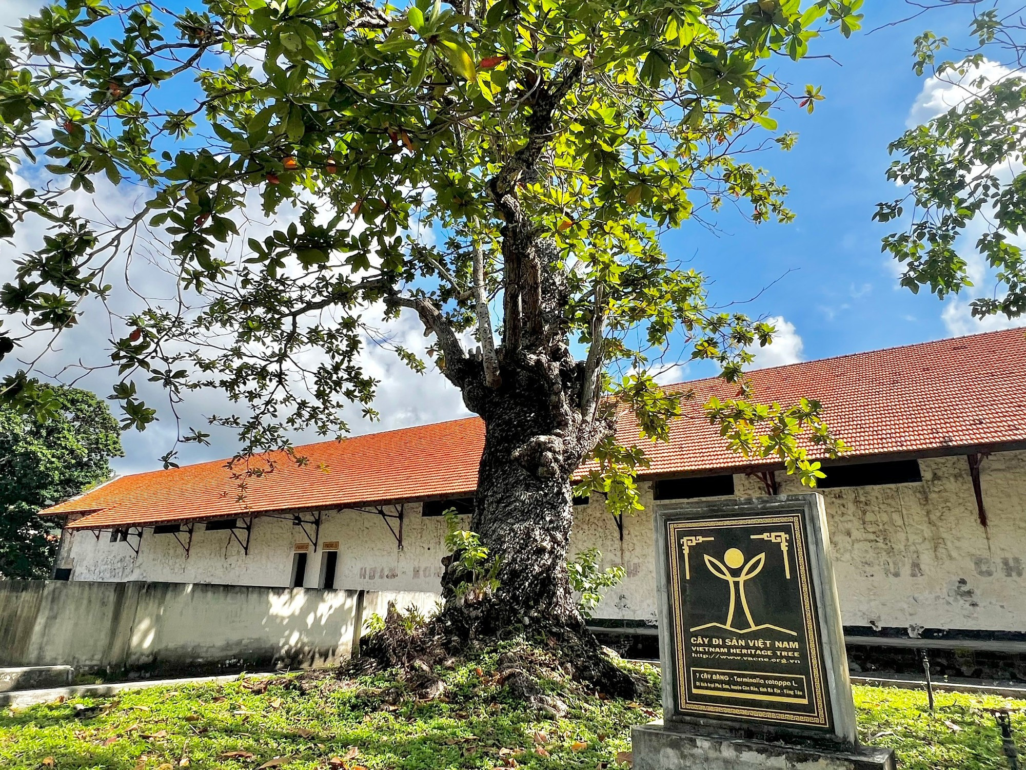 Un almendro centenario, reconocido como árbol patrimonial vietnamita, plantado en la celda de Phu Son, donde decenas de miles de presos políticos estuvieron encarcelados en la zona especial de Con Dao. Un almendro centenario, reconocido como árbol patrimonial vietnamita, plantado en la celda de Phu Son, donde decenas de miles de presos políticos estuvieron encarcelados en la zona especial de Con Dao.