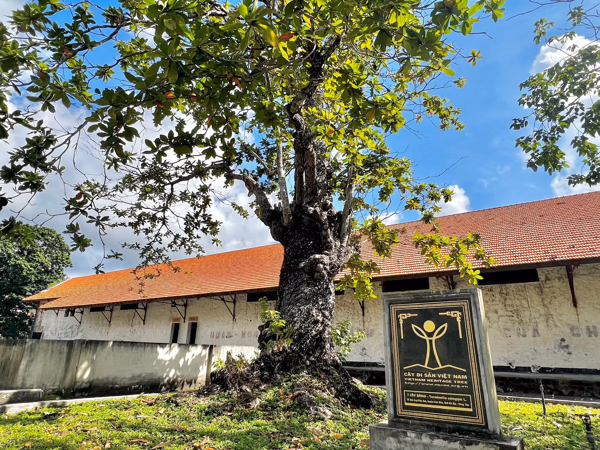 Un almendro centenario, reconocido como árbol patrimonial vietnamita, plantado en la celda de Phu Son, donde decenas de miles de presos políticos estuvieron encarcelados en la zona especial de Con Dao.
