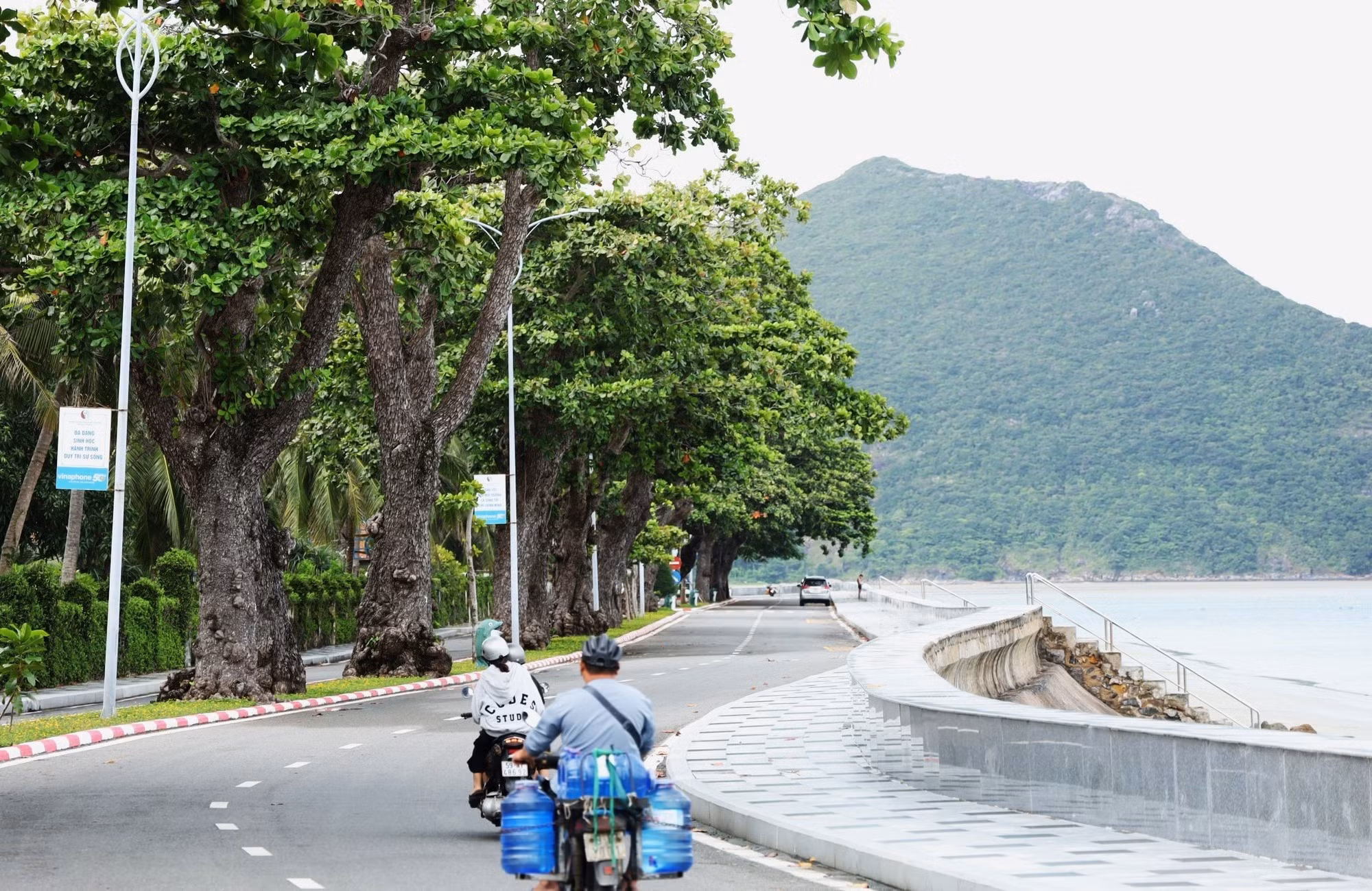 Las hileras de antiguos almendros se han convertido en puntos destacados en términos de historia, desarrollo turístico y ecología para el gobierno y los ciudadanos de la zona especial de Con Dao.