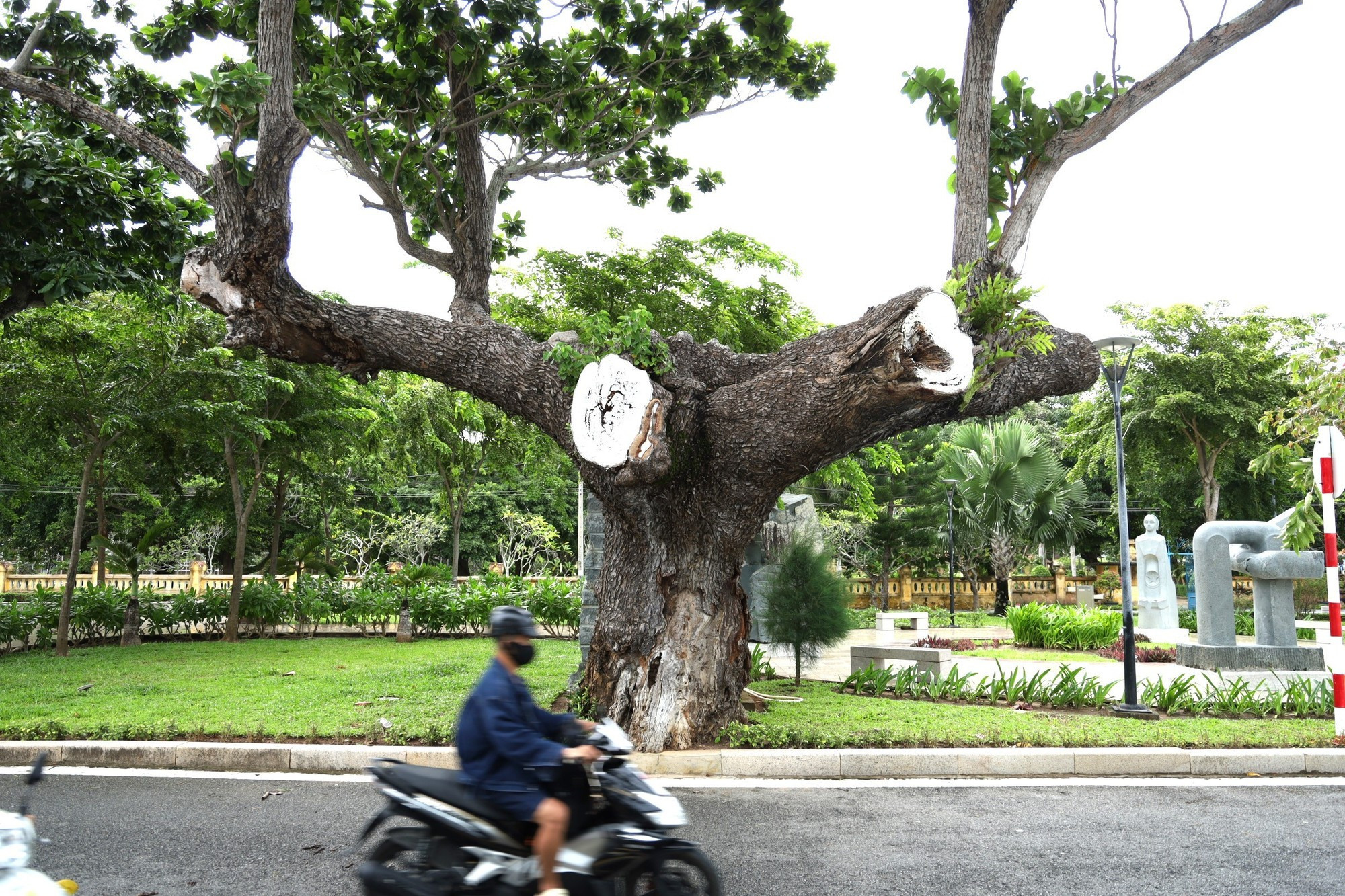 Los antiguos almendros se han convertido en símbolos de la tierra sagrada de Con Dao. Los antiguos almendros se han convertido en símbolos de la tierra sagrada de Con Dao.