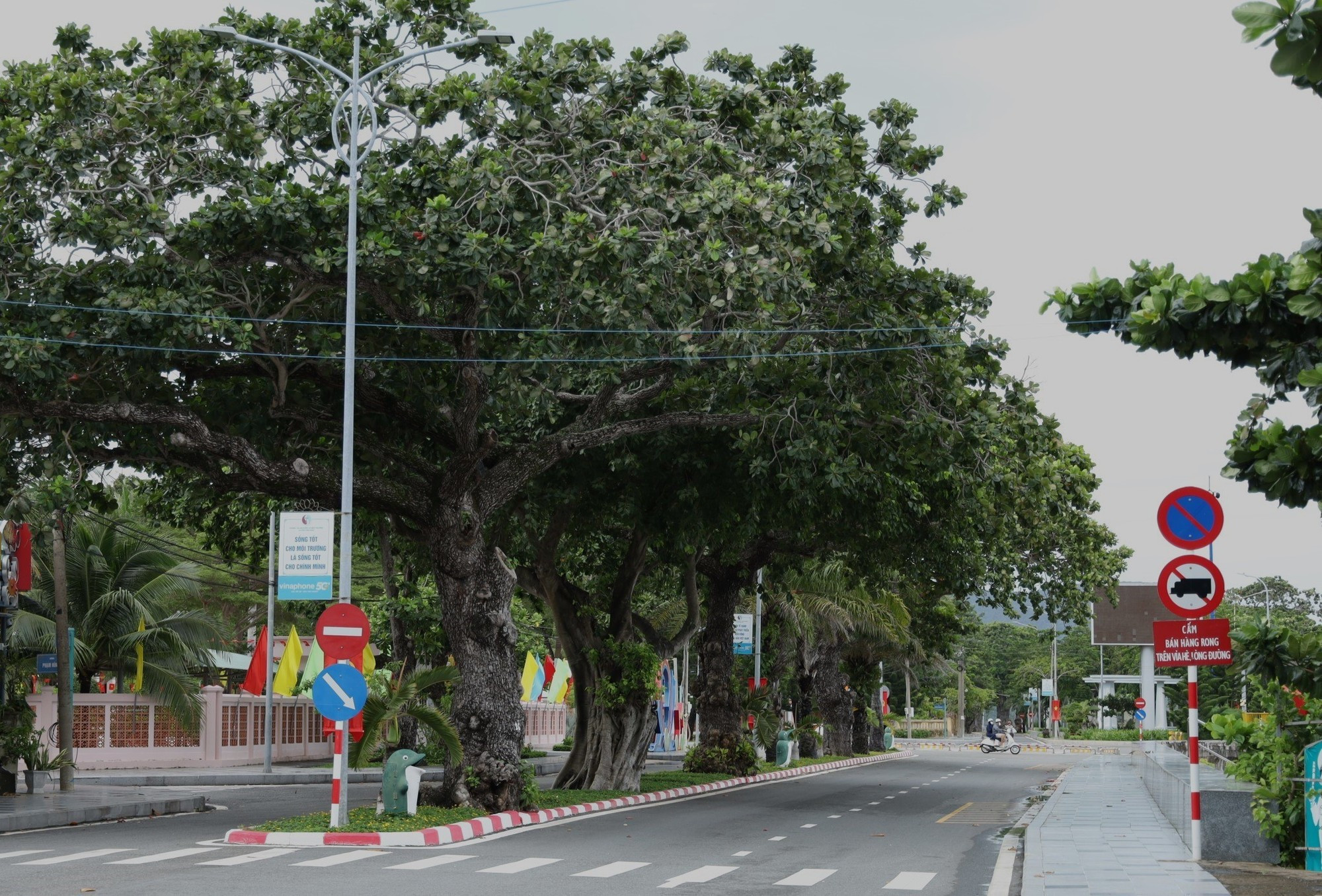 Una hilera de antiguos almendros en la calle de Ton Duc Thang, zona especial de Con Dao, proporciona sombra a esta ruta. Una hilera de antiguos almendros en la calle de Ton Duc Thang, zona especial de Con Dao, proporciona sombra a esta ruta.