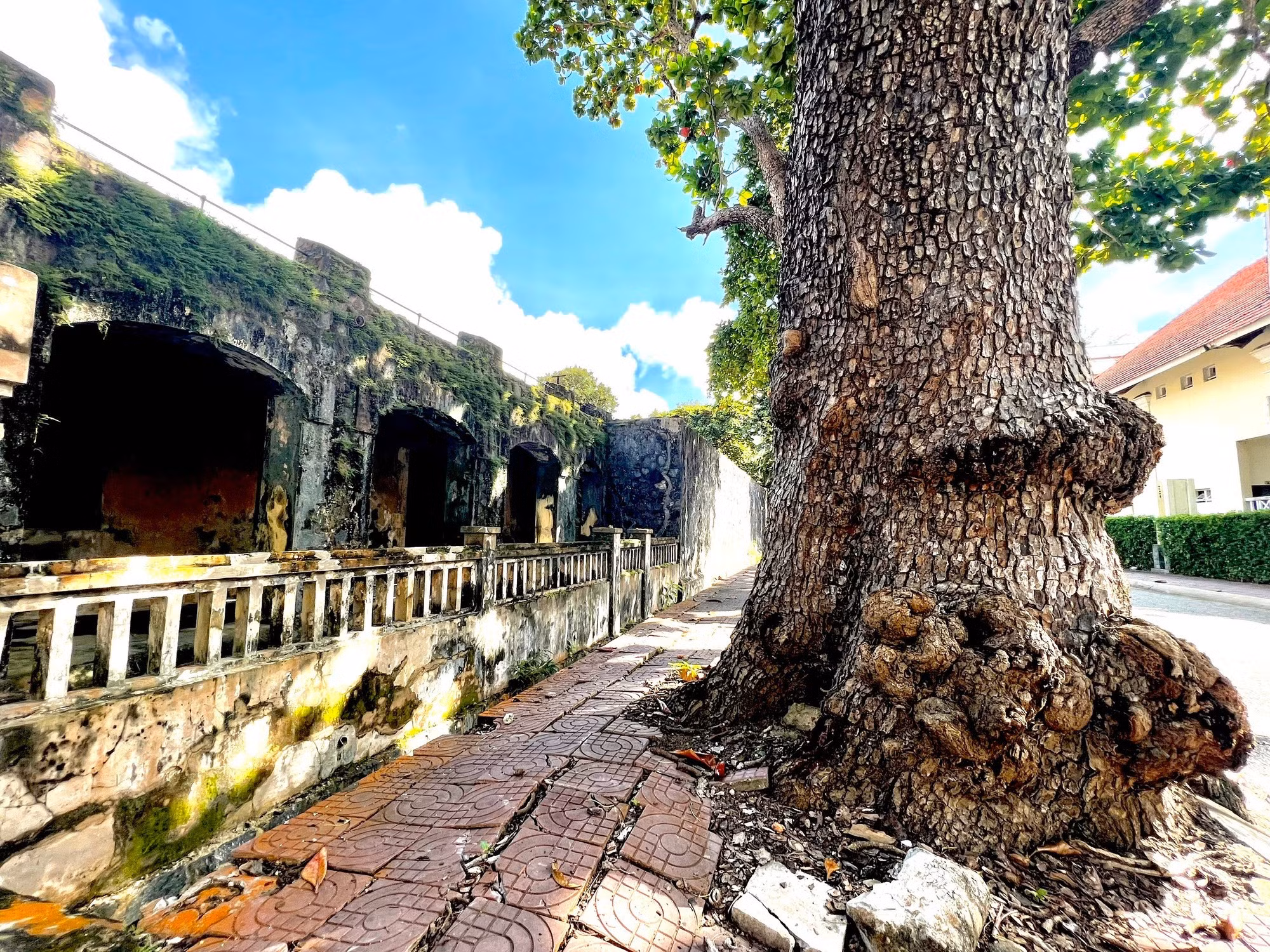 Un almendro centenario frente a la puerta de la celda de Phu Son.