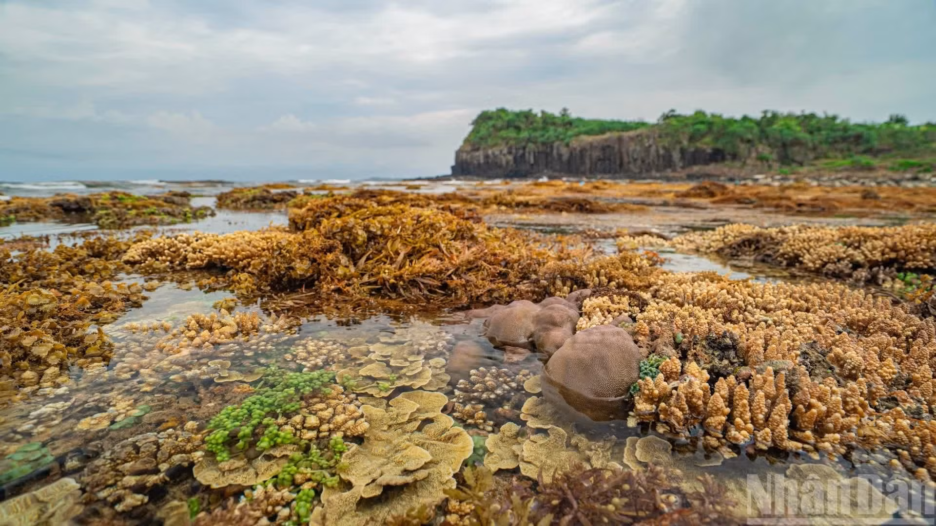 [Foto] La belleza del arrecife Yen durante marea baja en Quang Ngai