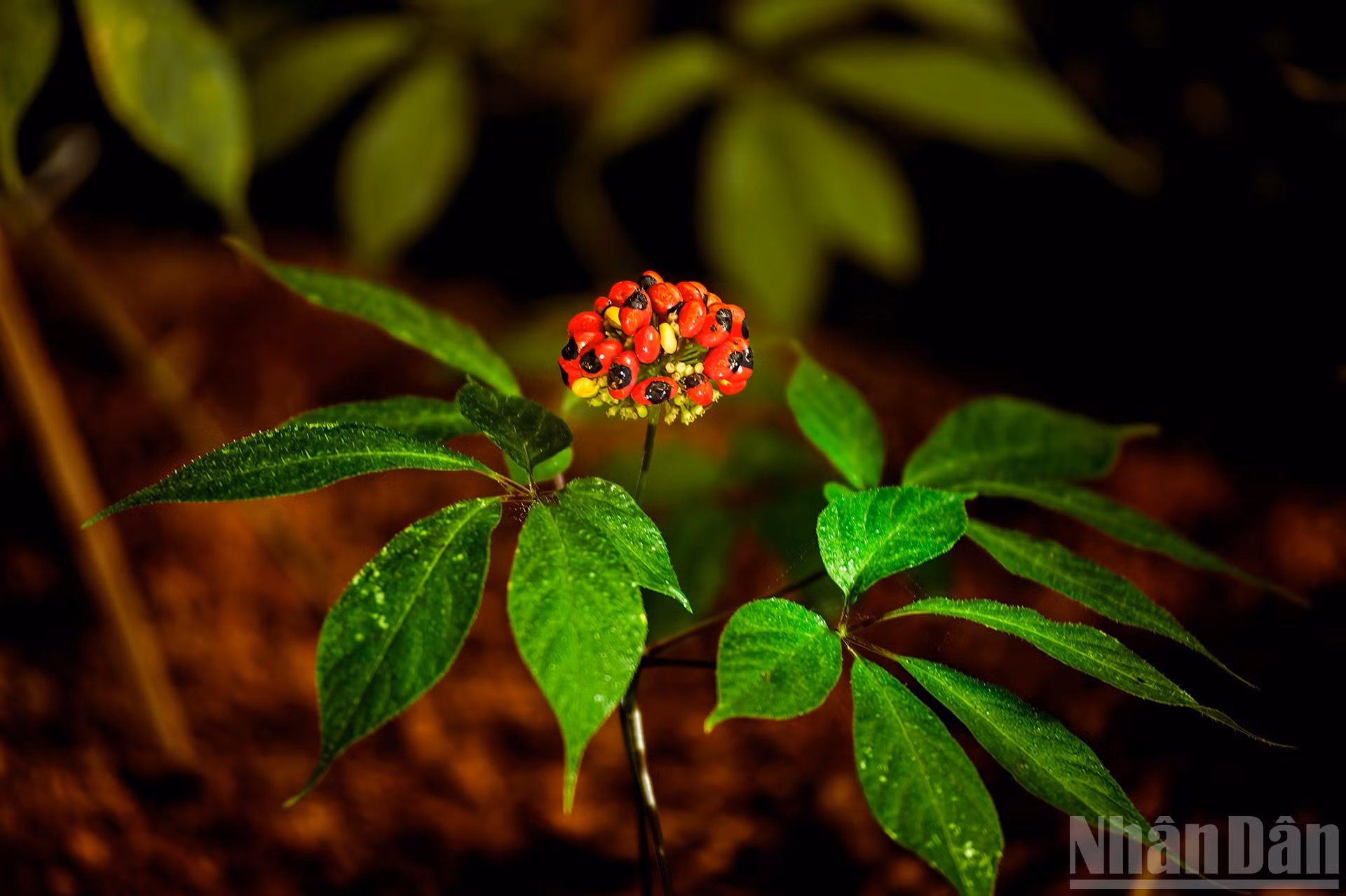 Una planta en plena floración y fructificación, lista para generar nuevas semillas.