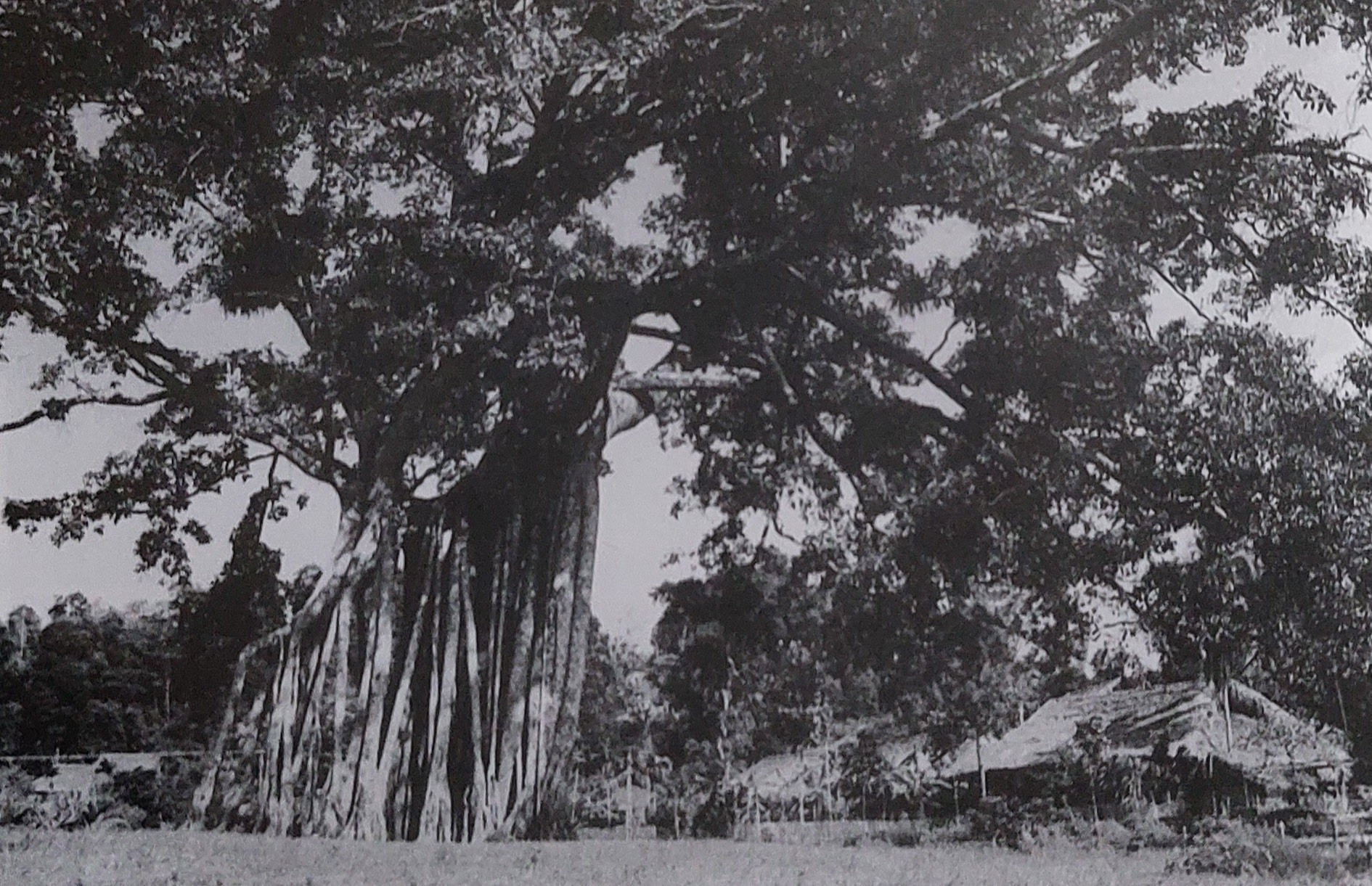 El baniano de Tan Trao. Aquí, el 16 de agosto de 1945, el camarada Vo Nguyen Giap leyó la Orden Militar n.º 1 del Comité de Insurrección. (Foto: tuyenquang.dcs.vn) El baniano de Tan Trao. Aquí, el 16 de agosto de 1945, el camarada Vo Nguyen Giap leyó la Orden Militar n.º 1 del Comité de Insurrección. (Foto: tuyenquang.dcs.vn)