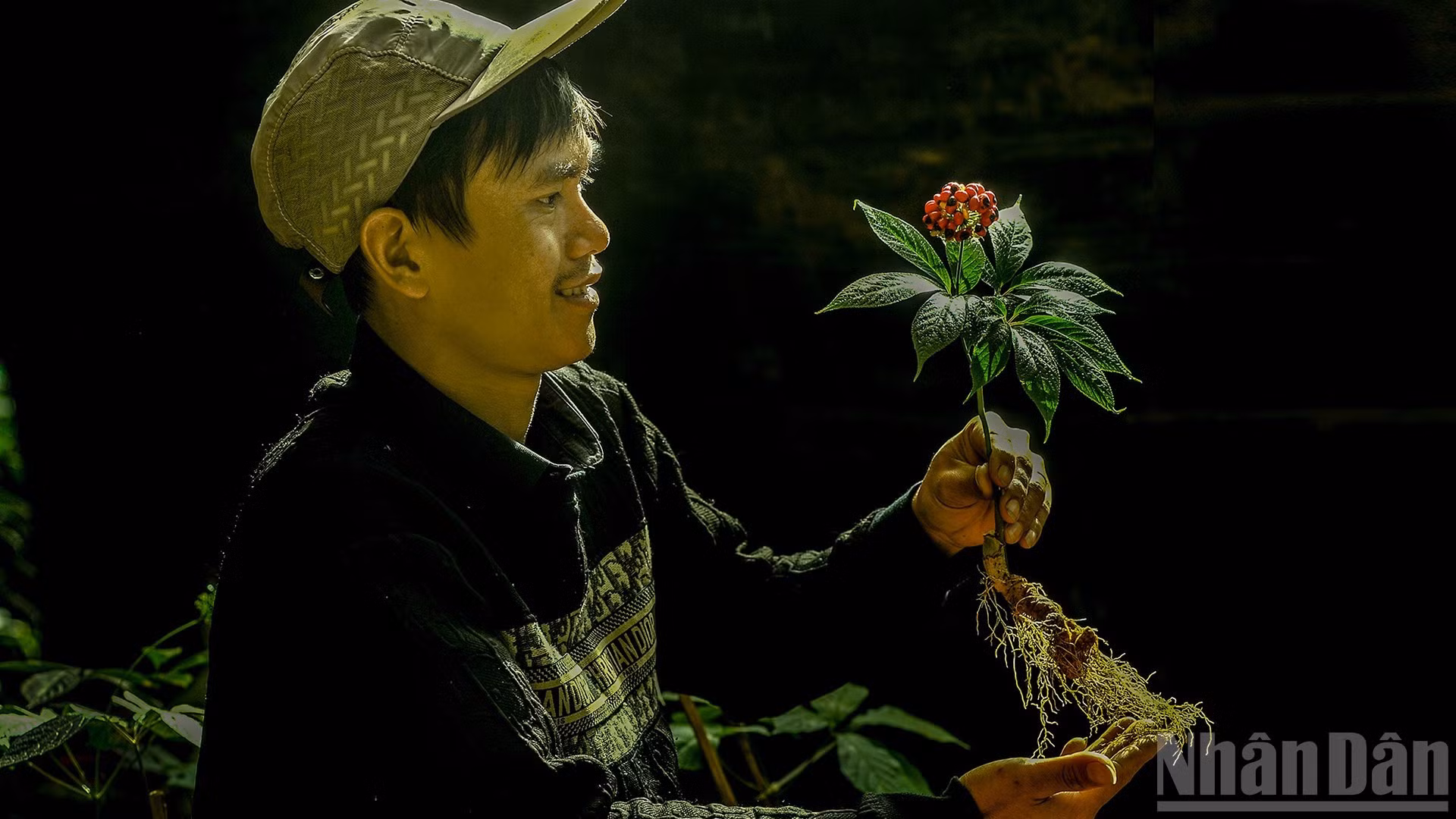 Semillas de ginseng Ngoc Linh cuidadosamente preservadas.