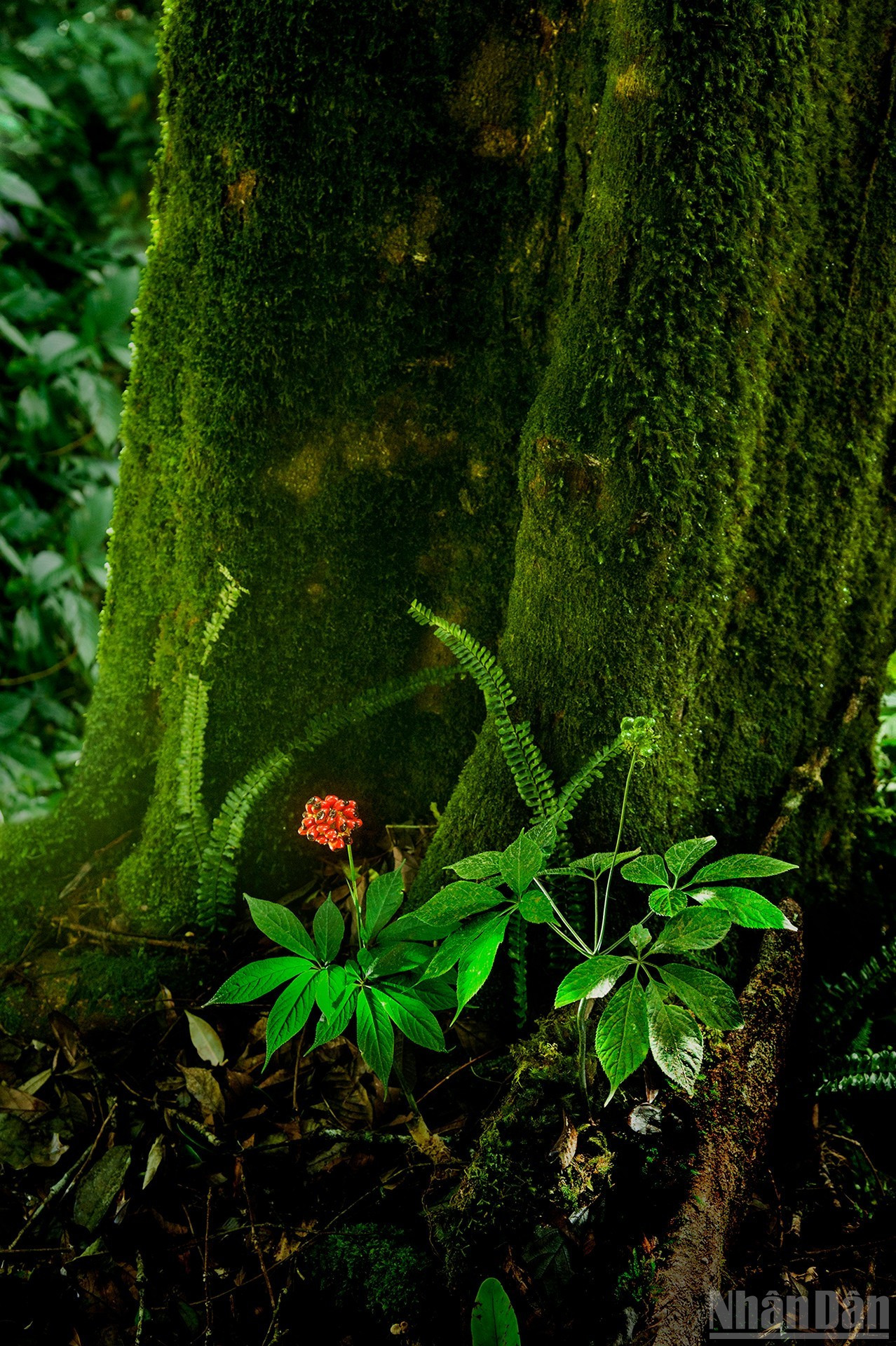Plántulas que brotan de manera natural a la sombra de los bosques antiguos. Plántulas que brotan de manera natural a la sombra de los bosques antiguos.