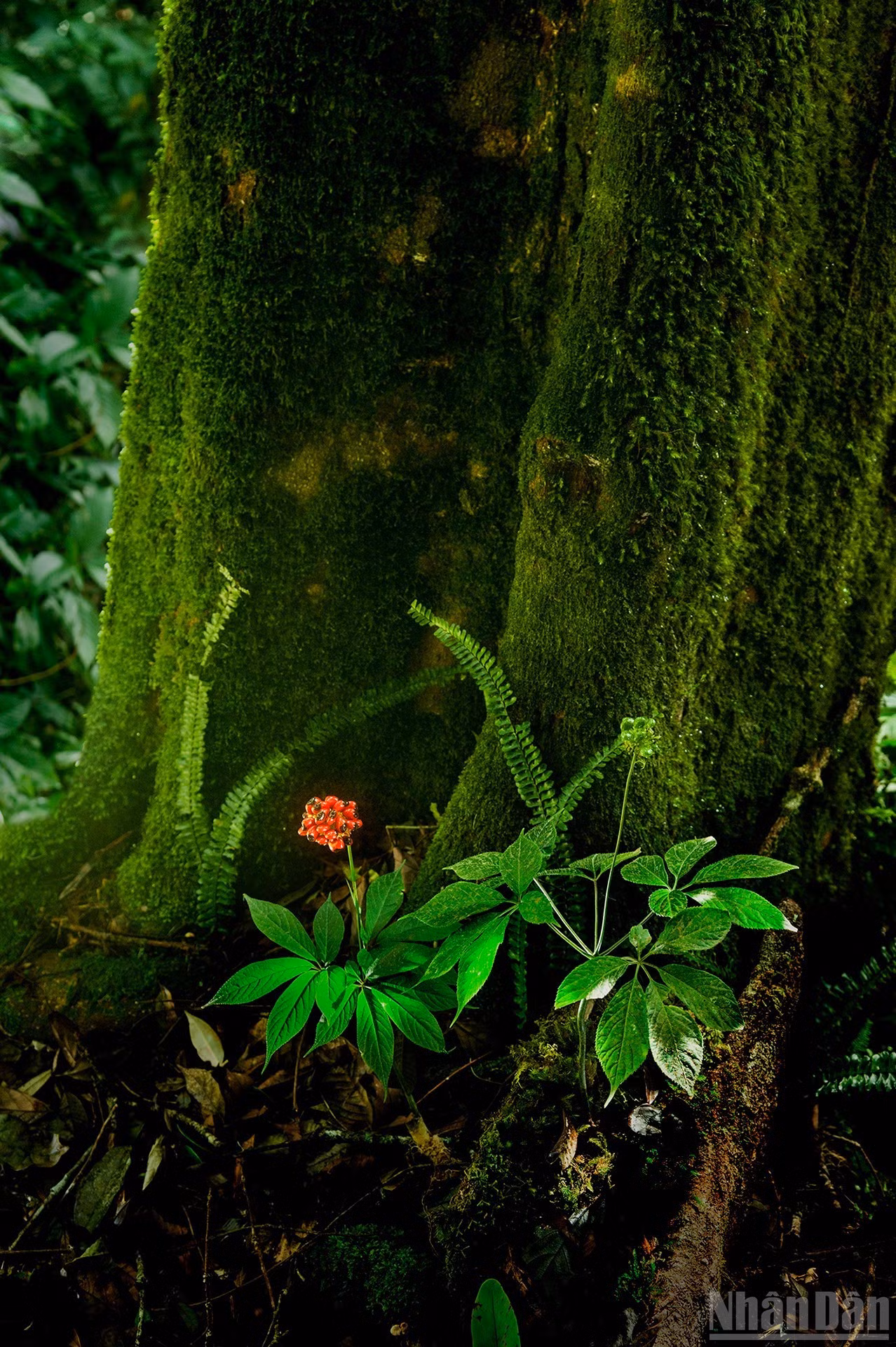 Plántulas que brotan de manera natural a la sombra de los bosques antiguos.