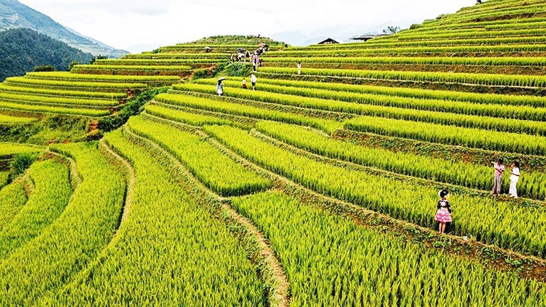 Muchos viajeros acuden a Mu Cang Chai para admirar la belleza de la temporada de cosecha de arroz. Muchos viajeros acuden a Mu Cang Chai para admirar la belleza de la temporada de cosecha de arroz.