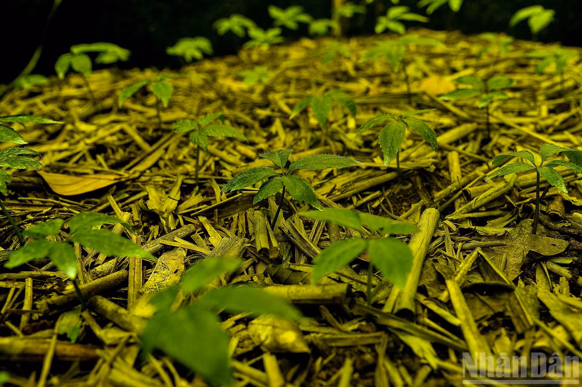 Hileras de ginseng cultivadas sobre tierra rica en humus, a la sombra del bosque de Ngoc Linh.