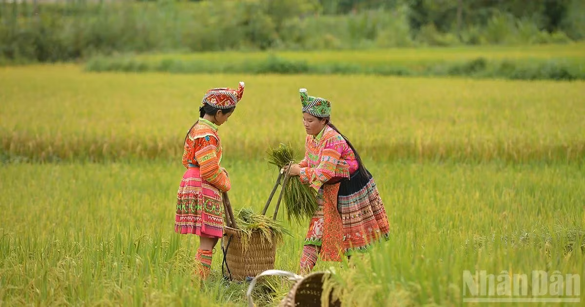 Contemplar el esplendor dorado en las tierras altas