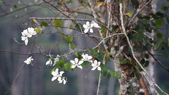 Las flores blancas de ban (bauhinia variegata) embellecen Tay Nguyen con su encanto. Las flores blancas de ban (bauhinia variegata) embellecen Tay Nguyen con su encanto.